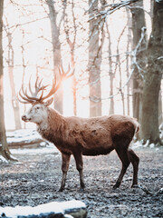 epic shot of deer with great antlers in winter woods with snow and backlight during golden hour