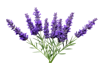 Gordijnen Fragrant Lavender Flowers Guide on isolated background ©  Creative_studio