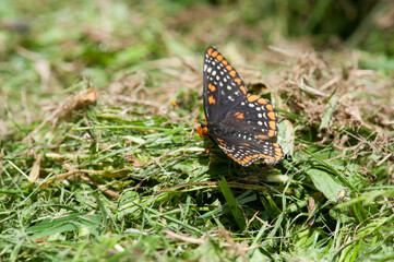 Baltimore Checkerspot Butterfly on the ground during summer in New York