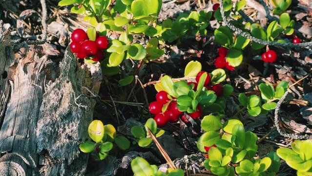 A large lingonberry on a bush with green leaves. Lingonberry ripen in the northern lands. A lot of berries on a moss pillow. Picking berries in the northern forest. 4K