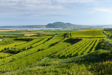 Fototapeta na wymiar Vineyards near Nove Mlyny reservoir with Palava, Southern Moravia, Czech Republic