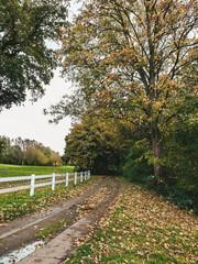 Fototapeta na wymiar autumn, forest, path, country, fall, leaves, season