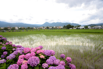 水田の緑によく似合う紫陽花の花