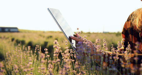 Close up woman hands with computer tablet evaluates harvest of wheat in lavender field. Technology...