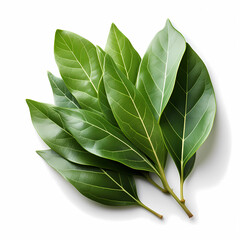 Bay leaf on white background