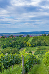 Fototapeta na wymiar Summer vineyard nearby Strekov, Southern Slovakia