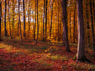 Magical autumn woods, fall colours in the park. Yellow and orange leaves on the trees, autumn landscape.