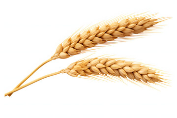An ear of wheat isolated on transparent or white background, png