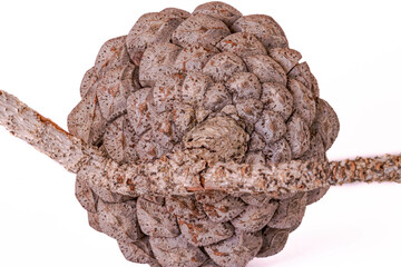 A conifer cone or pinecone or strobilus, strobili. Seed-bearing organ on gymnosperm plants. Isolated on white background close up back view with details on the scales and bracts and wooden tree branch