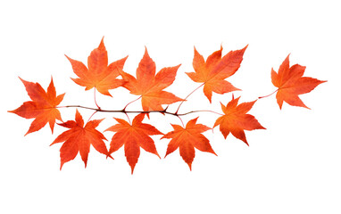 Maple Tree Leaves Identification Guide Transparent PNG