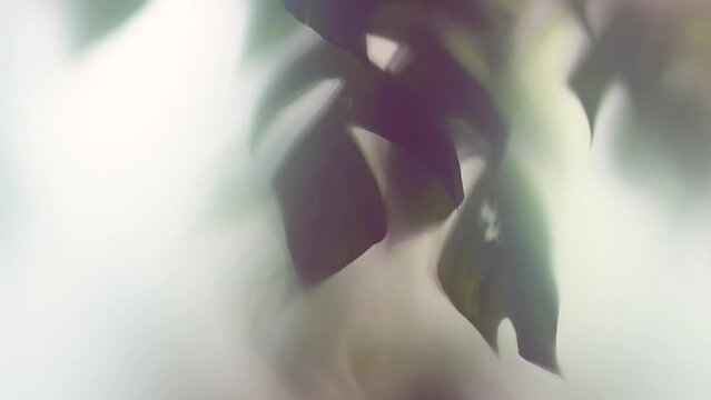 Nature abstract leaves tropical background, exotic leaf blurred backdrop, isolated on white. Slow motion. Jungle backdrop border design. Natural environment floral design concept 