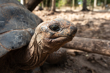 Tartaruga gigante