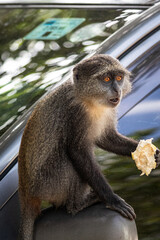 Epifania do macaco