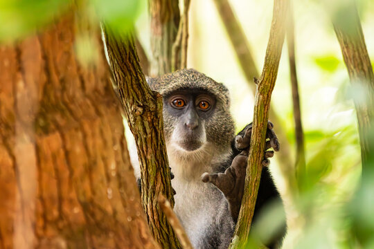 Macaco na &aacute;rvore a olhar