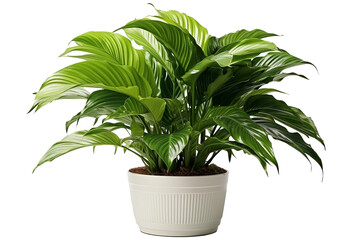 spathiphyllum in a white pot on a transparent background close-up