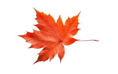 Autumn Maple Tree Leaves Display Transparent PNG