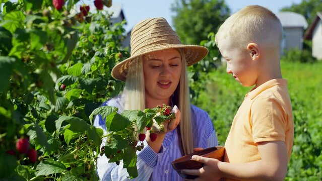 Mother and son spend time together picking raspberries. A joint family business in which all family members participate. High quality 4k footage