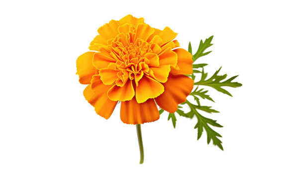Beautiful Marigold Flower Arrangements Transparent PNG
