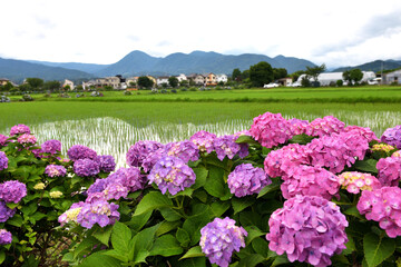 Obraz premium 水田の緑によく似合う紫陽花の花