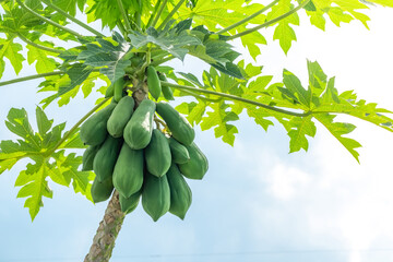 Fresh green papaya fruit hanging from branch. papaya tree garden and healthy food concept, group of...