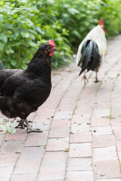 Zwerg Australorp Huhn