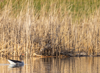 Great Goose, (Anser anser), Southern Bohemia, Czech Republic