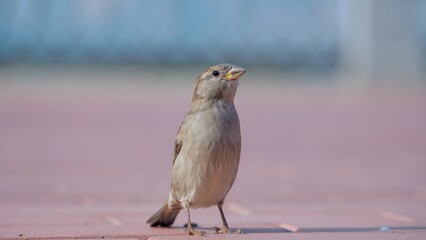 Urban sparrow close-up on a sidewalk in a public park. The city bird turns its head in search of...