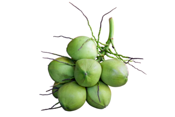 Group of young green coconut isolated on transparent background, PNG File format