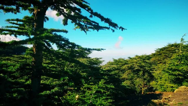 forest at the top of the mountain in sunny day with coniferous trees in Blida Algeria - Slow motion