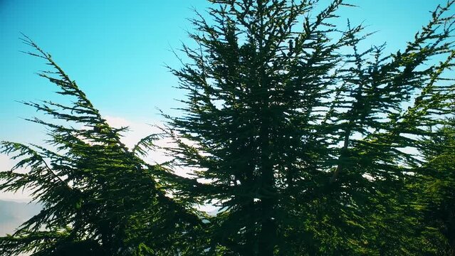 forest at the top of the mountain in sunny day with coniferous trees in Blida Algeria - Slow motion