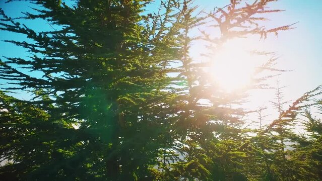 forest at the top of the mountain in sunny day with coniferous trees in Blida Algeria - Slow motion