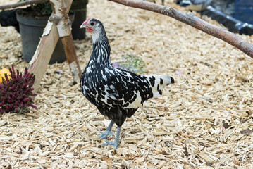 Portrait eines Hamburger Huhn