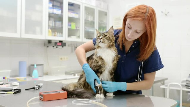 A veterinarian measures a tomcat's blood pressure. Veterinarian doctor examining a Maine Coon cat at a veterinary clinic. Pet health. Animal care. Pet tests and vaccination in the veterinary office.