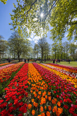 Keukenhof flower garden - largest tulip park in world, Lisse, Netherlands