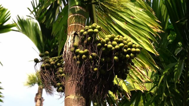 betel nuts or areca catechu nut fruit bunches in its palm tree