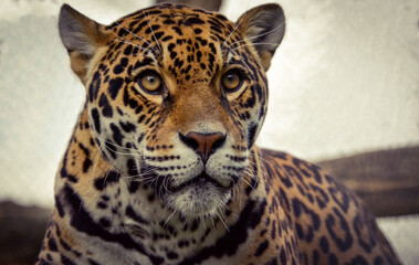 Beautiful massive female American jaguar