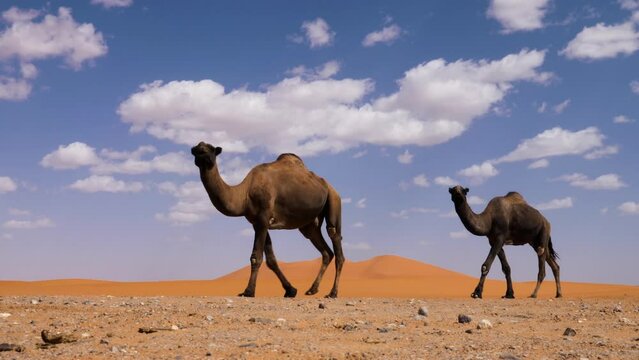 Camels (dromedaries) walk in the desert with the sand dunes of Erg Chebbi in the background. Merzouga, Sahara desert of Morocco. 4k footage.