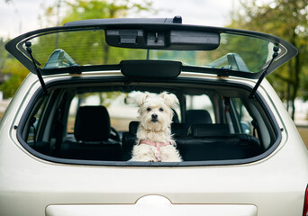 Cute funny dog looking out of open trunk in car looking attentive at camera