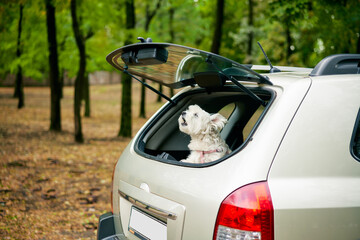 Fototapeta na wymiar Cute funny dog looking out of open trunk in car barking outside over forest background.