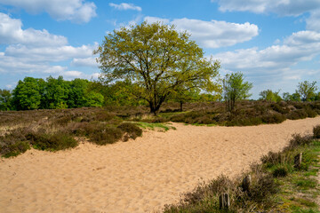 Fototapeta na wymiar Colorful heathland in Drenthe, Netherlands 