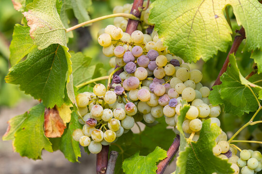 Typical grapes with botrytis cinerea for sweet wines, Sauternes, Bordeaux, Aquitaine, France