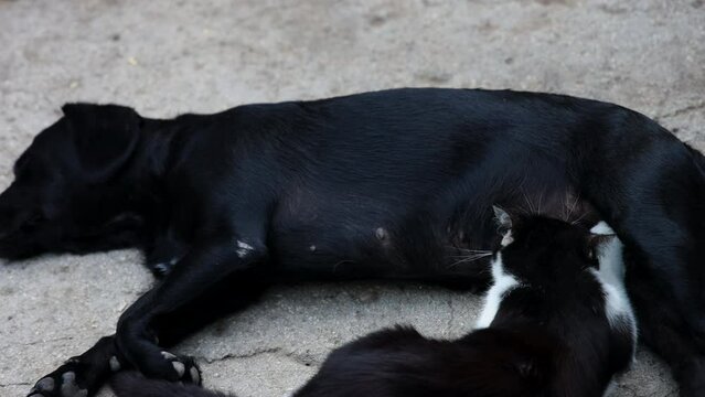 female dog breastfeeding  cat with milk. kitty eating breast outdoor sitting on ground 4k close up.