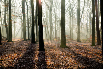 Rays of sunlight shining down between trees in a misty autumn woodland.
