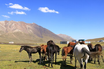 August 20 2023 - Kyrgyzstan, Central Asia: people milking mares to obtain milk for kumis at the Ala-Bel-Pass - obrazy, fototapety, plakaty