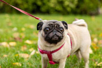 Cute pug walks on the street, funny little pug, park, square.