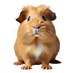 Fototapeta premium portrait of guinea pig standing isolated on transparent background ,generative ai