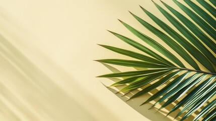 Top view of green tropical leaf shadow on sand color background. Flat lay. Minimal summer concept with palm tree leaf. Creative copyspace.