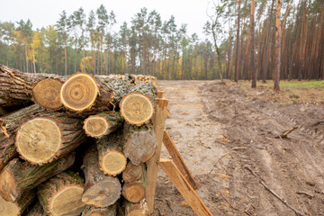 Thousands of logs stacked after the storm that destroyed the woods. Pile of wooden logs, big trunks...
