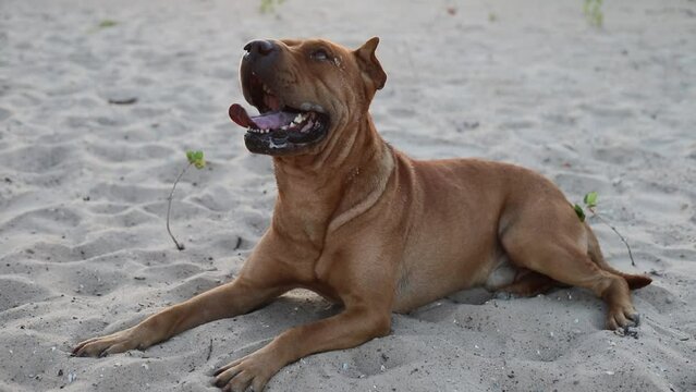 Metis staffordshire terrier and sharpei having walk outdoors in sandy park