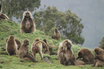 Gelada baboon troop